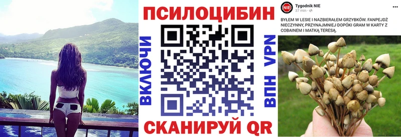 купить   Яблоновский  Псилоцибиновые грибы Cubensis 